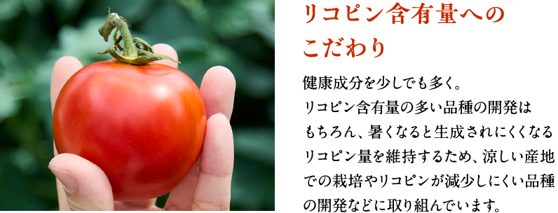 リコピン含有量へのこだわり 健康成分を少しでも多く。リコピン含有量の多い品種の開発はもちろん、暑くなると生成されにくくなる リコピン量を維持するため、涼しい産地での栽培やリコピンが減少しにくい品種の開発などに取り組んでいます。