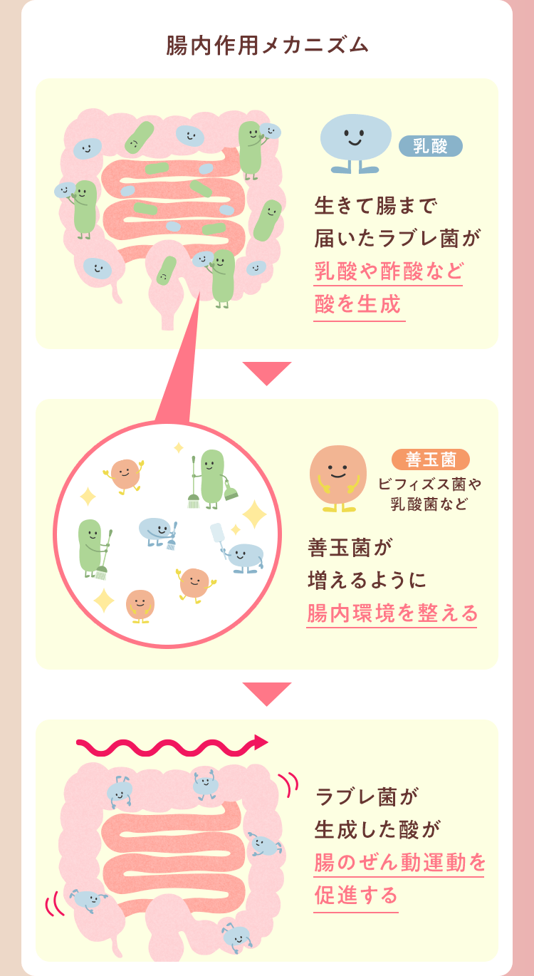 腸内作用メカニズム