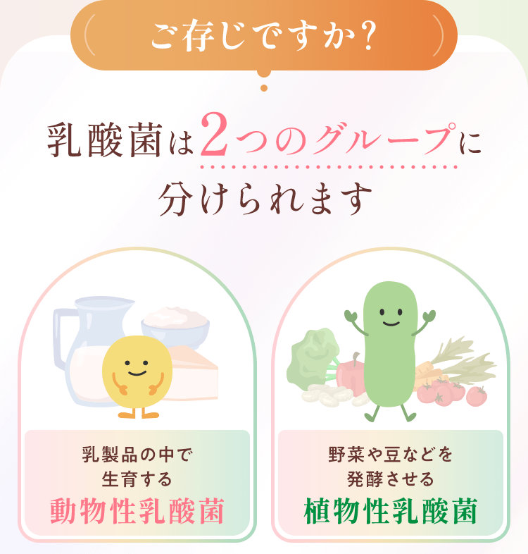 乳酸菌は２つのグループに分けられます