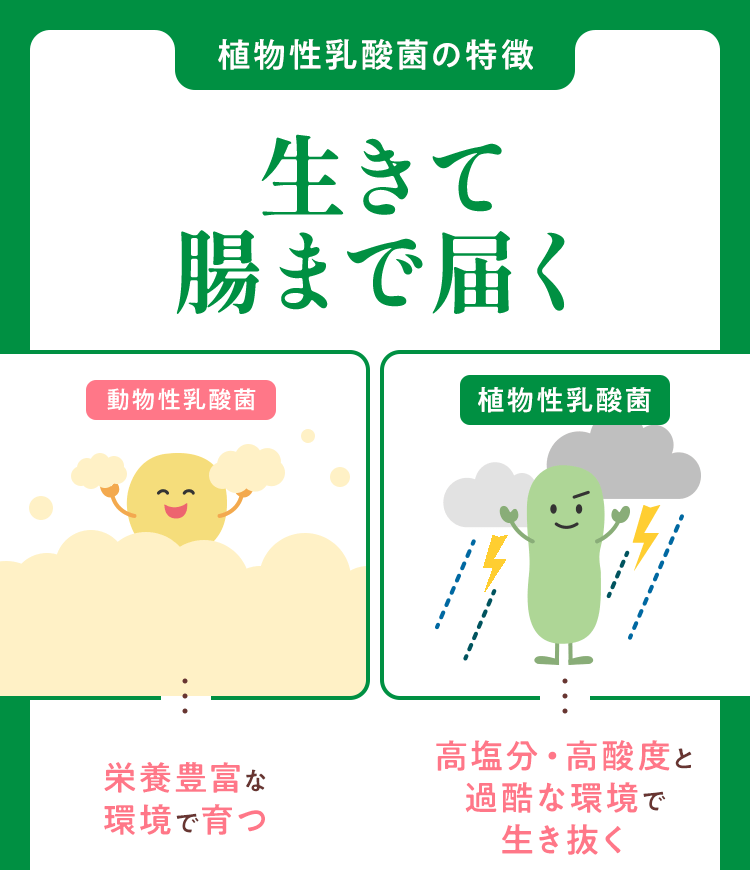 植物性乳酸菌の特徴 生きて腸まで届く