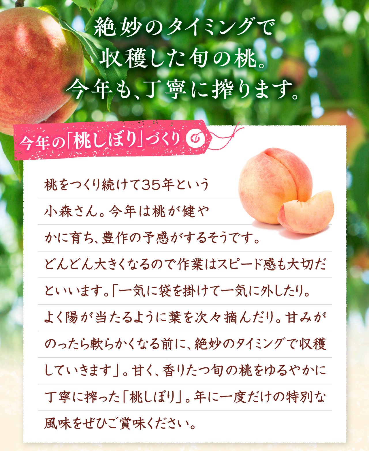 今年の桃づくり 桃をつくり続けて35年という小森さん。今年は桃が健やかに育ち、豊作の予感がするそうです。どんどん大きくなるので作業はスピード感も大切だといいます。｢一気に袋を掛けて一気に外したり。よく陽が当たるように葉を次々摘んだり。甘みがのったら軟らかくなる前に、絶妙のタイミングで収穫していきます」。甘く、香りたつ旬の桃をゆるやかに丁寧に搾った「桃しぼり」。年に一度だけの特別な風味をぜひご賞味ください。