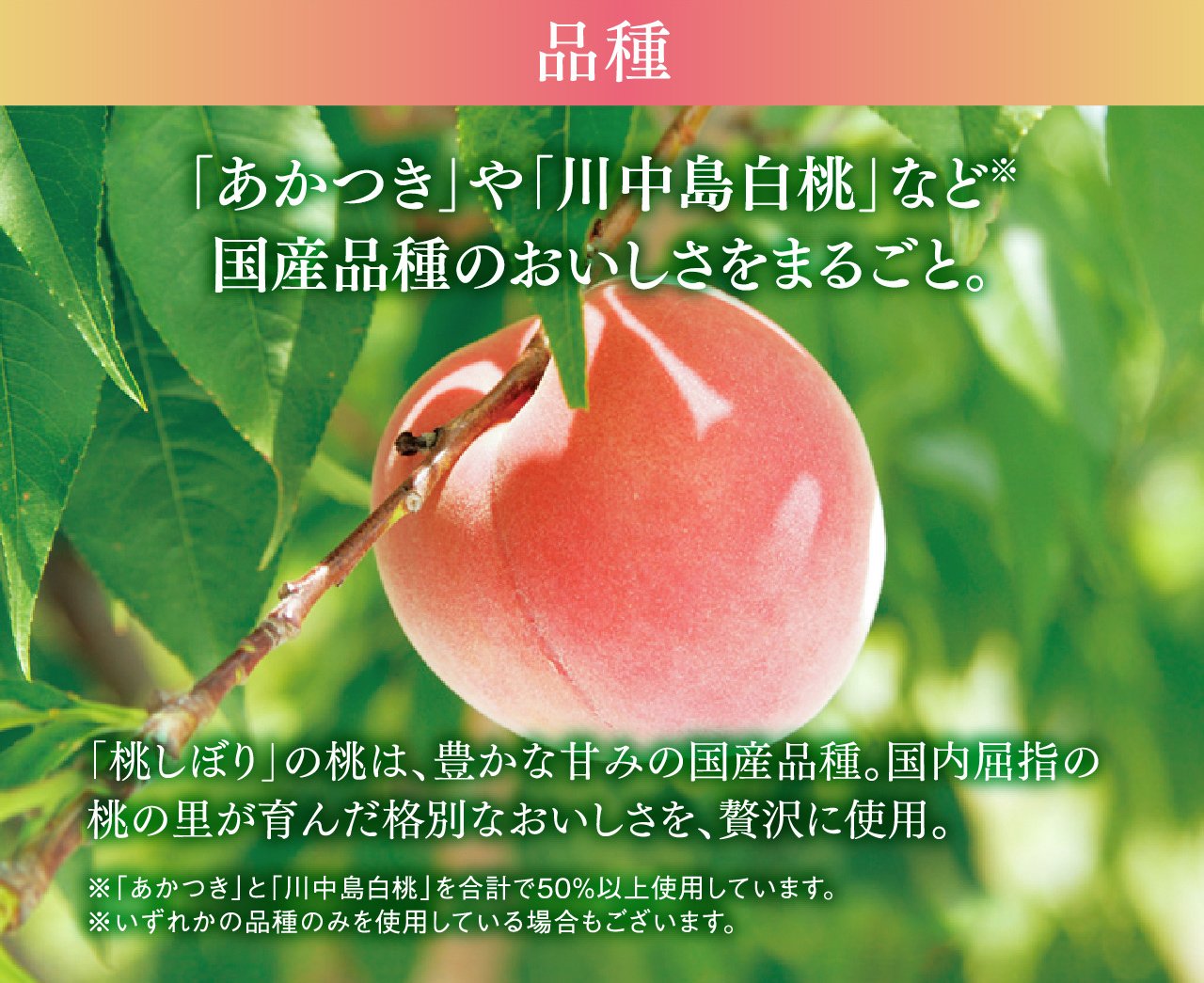 品種 「あかつき」や「川中島白桃」など※国産品種のおいしさをまるごと。