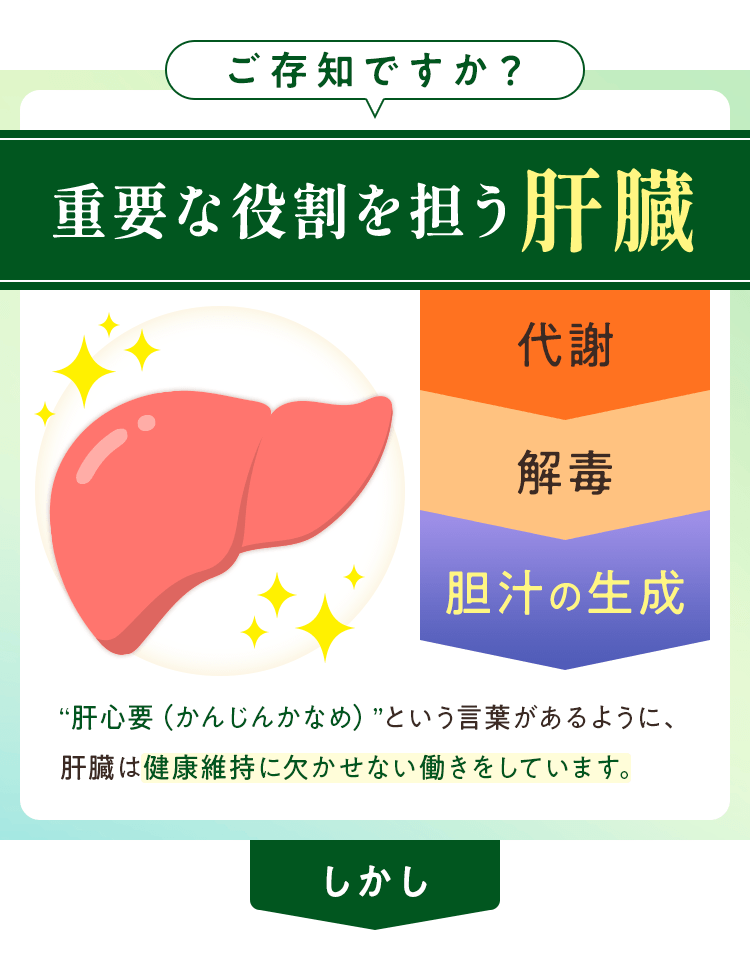 重要な役割を担う肝臓