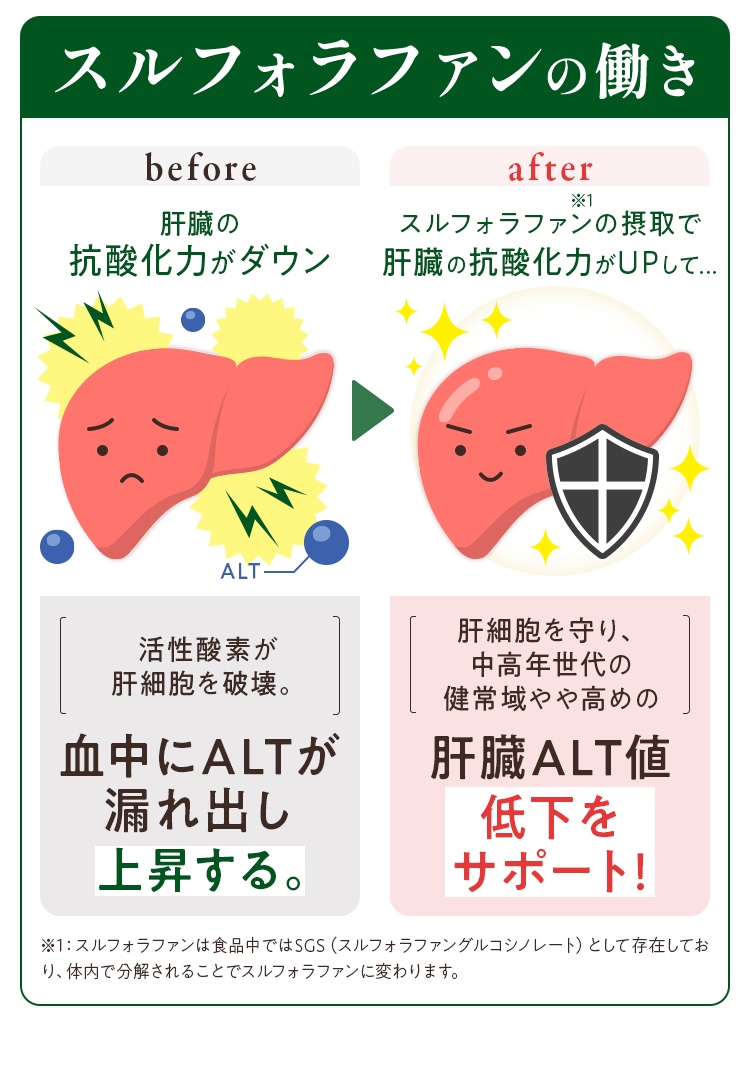 スルフォラファンの働き