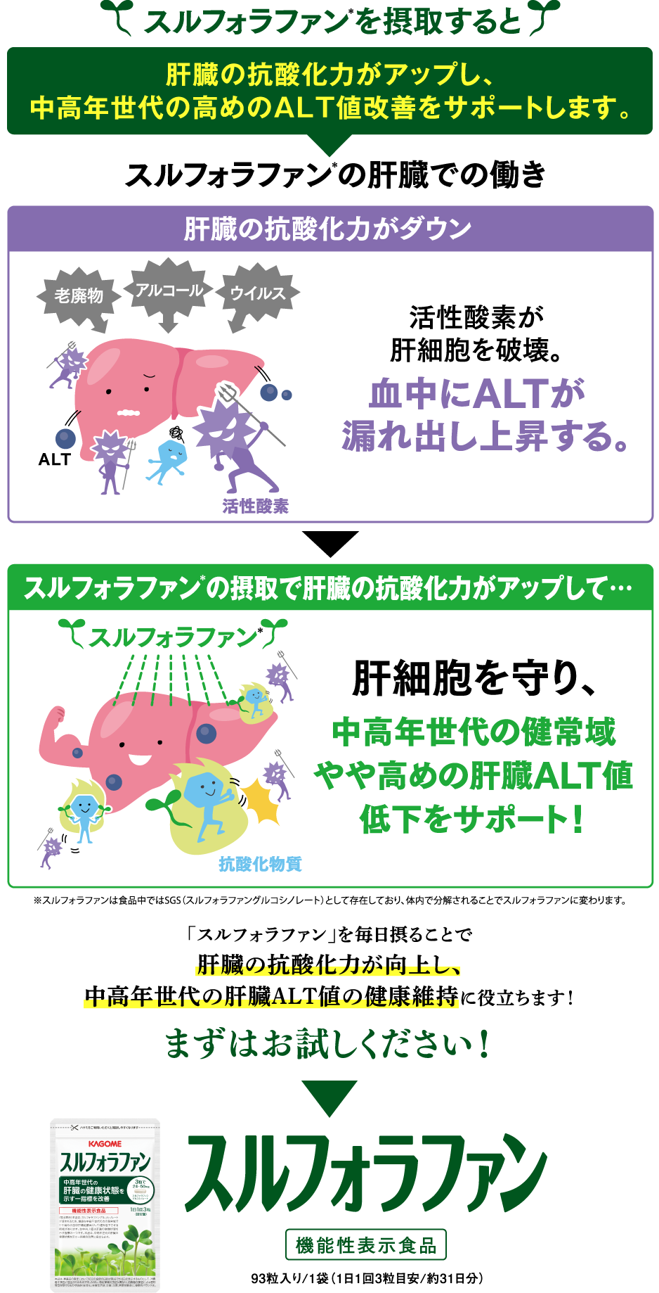 スルフォラファンを摂取すると肝臓の抗酸化力がアップし、中高年世代の高めのALT値改善をサポートします。