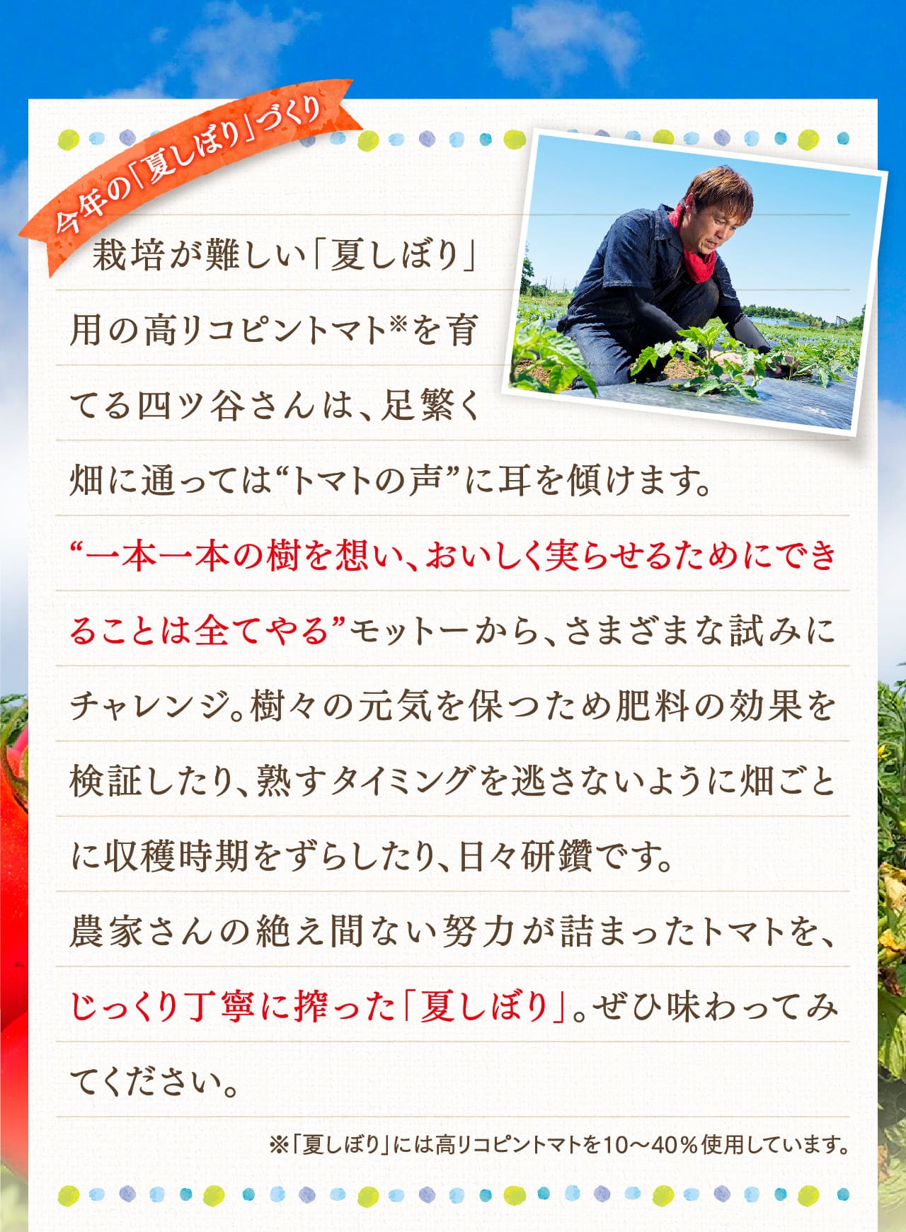 今年の「夏しぼり」づくり 栽培が難しい「夏しぼり」用の高リコピントマト※を育てる四ツ谷さんは、足繁く畑に通っては“トマトの声”に耳を傾けます。“一本一本の樹を想い、おいしく実らせるためにできることは全てやる”モットーから、さまざまな試みにチャレンジ。樹々の元気を保つため肥料の効果を検証したり、熟すタイミングを逃さないように畑ごとに収穫時期をずらしたり、日々研鑽です。農家さんの絶え間ない努力が詰まったトマトを、じっくり丁寧に搾った「夏しぼり」。ぜひ味わってみてください。 ※「夏しぼり」には高リコピントマトを10～40％使用しています。