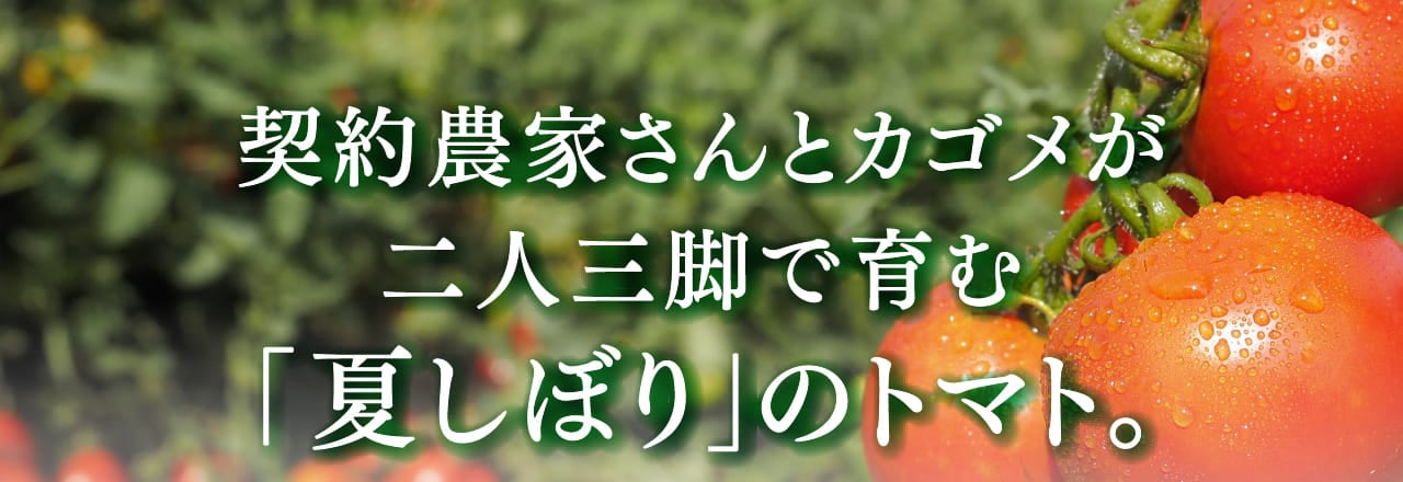 契約農家さんとカゴメが二人三脚で育む「夏しぼり」のトマト。