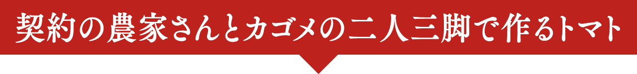 契約の農家さんとカゴメの二人三脚で作るトマト