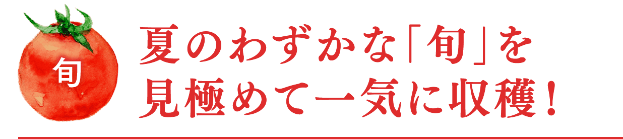 旬 夏のわずかな「旬」を見極めて一気に収穫！