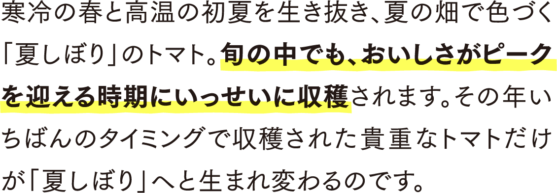 寒冷の春と高温の初夏を生き抜き、夏の畑で色づく「夏しぼり」のトマト。旬の中でも、おいしさがピークを迎える時期にいっせいに収穫されます。その年いちばんのタイミングで収穫された貴重なトマトだけが「夏しぼり」へと生まれ変わるのです。