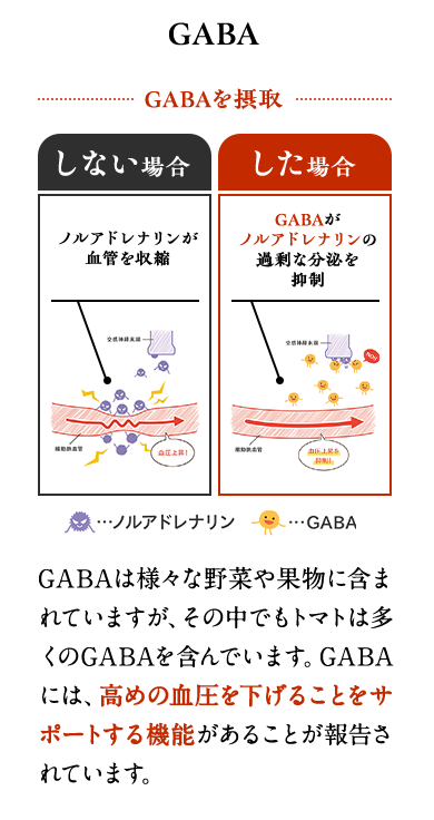 GABA　GABAは様々な野菜や果物に含まれていますが、その中でもトマトは多くのGABAを含んでいます。GABA には、高めの血圧を下げることをサポートする機能があることが報告されています。