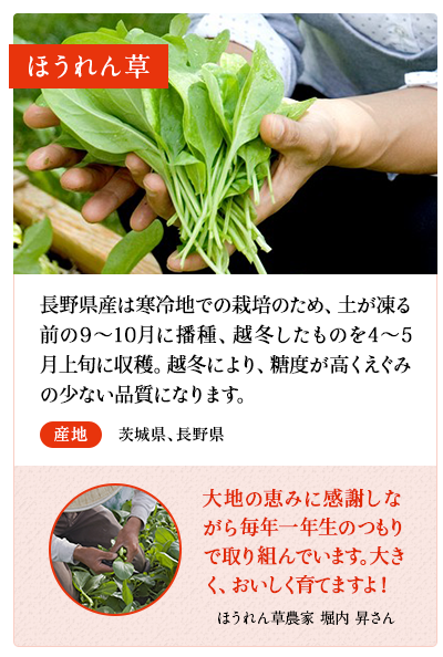ほうれん草　長野県産は寒冷地での栽培のため、土が凍る前の9～10月に播種、越冬したものを4～5月上旬に収穫。越冬により、糖度が高くえぐみの少ない品質になります。　産地 長野県　ほうれん草農家　中島 鉄矢さん 越冬し育ったほうれん草がおいしく育ちました。寒さにあたったほうれん草は美味しいです。