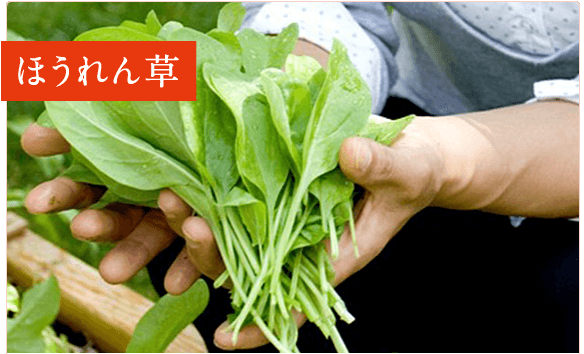 ほうれん草