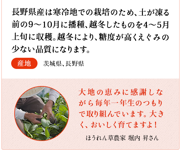 ほうれん草　長野県産は寒冷地での栽培のため、土が凍る前の9～10月に播種、越冬したものを4～5月上旬に収穫。越冬により、糖度が高くえぐみの少ない品質になります。　産地 長野県　ほうれん草農家　中島 鉄矢さん 越冬し育ったほうれん草がおいしく育ちました。寒さにあたったほうれん草は美味しいです。