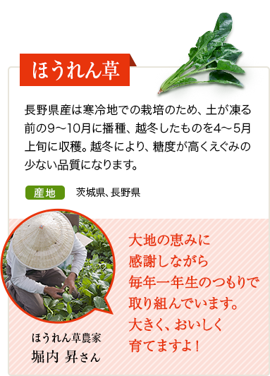 ほうれん草　長野県産は寒冷地での栽培のため、土が凍る前の9～10月に播種、越冬したものを4～5月上旬に収穫。越冬により、糖度が高くえぐみの少ない品質になります。　産地 長野県　ほうれん草農家 中島 鉄矢さん 越冬し育ったほうれん草がおいしく育ちました。寒さにあたったほうれん草は美味しいです。