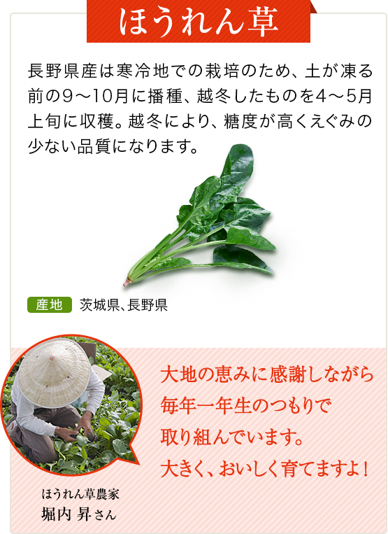 ほうれん草　長野県産は寒冷地ででの栽培となるため、土が凍る前の9～10月に播種。越冬により、凍土が高くえぐみの少ない品種になります。　産地 茨城県、長野県　ほうれん草農家 堀内 昇さん 大地の恵みに感謝しながら毎年一年生のつもりで取り組んでいます。大きく、おいしく育てますよ！